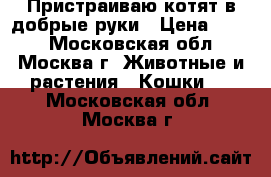 Пристраиваю котят в добрые руки › Цена ­ 100 - Московская обл., Москва г. Животные и растения » Кошки   . Московская обл.,Москва г.
